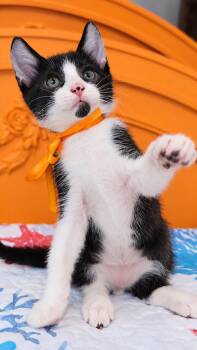 Cookie -  Domestic Medium Hair Cat for Adoption in Long Beach, California - Cookie | PetCurious