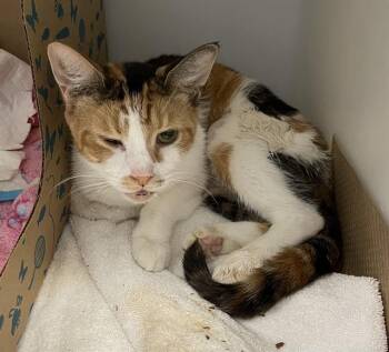 BAILEY -  Domestic Short Hair Cat for Adoption in Palmetto, Florida - BAILEY | PetCurious