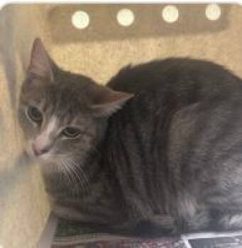 Gavon -  Domestic Short Hair Cat for Adoption in West Chester, Pennsylvania - Gavon | PetCurious