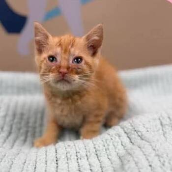 Oliver in Manchester, MD -  Domestic Short Hair Cat Available for Adoption - Oliver In Manchester, MD | PetCurious