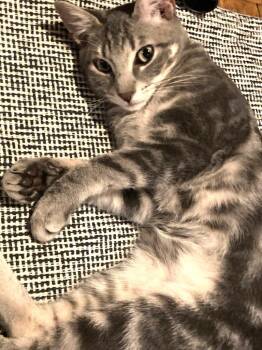Jolie (and Frankie): Courtesy Post -  Domestic Short Hair Cat Available for Adoption in New York, New York - Jolie (and Frankie): Courtesy Post | PetCurious