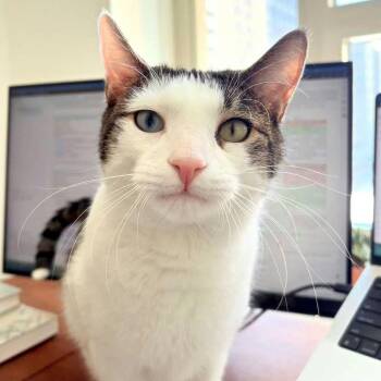 American Shorthair Cats Available for Adoption in New York, New York - Sokka | PetCurious