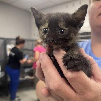 Lil Miss Hiss-C -  Domestic Short Hair Cat for Adoption in East St. Louis, Illinois - Lil Miss Hiss-C | PetCurious