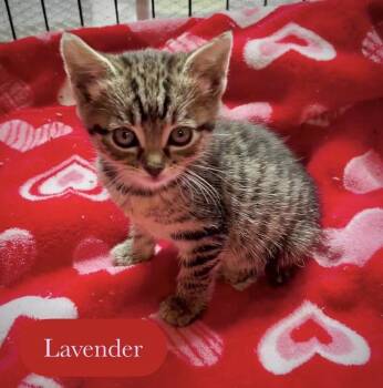 Lavender -  Domestic Short Hair Cat for Adoption in Chalfont, Pennsylvania - Lavender | PetCurious