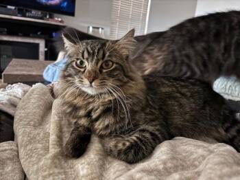 Domestic Long Hair Cats Available for Adoption - Rocky | PetCurious