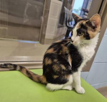 SPORTY -  Domestic Short Hair Cat for Adoption in Decatur, Illinois - SPORTY | PetCurious