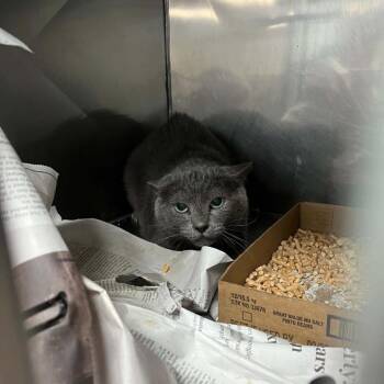 Budget Inn Cat -  Domestic Short Hair Cat for Adoption in Lyndhurst, Virginia - Budget Inn Cat | PetCurious