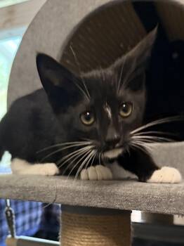 Foxglove -  Tuxedo Cat for Adoption in Oakley, California - Foxglove | PetCurious