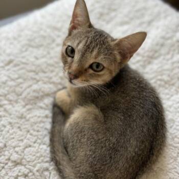 Sierra -  Domestic Short Hair and Tabby Cat for Adoption in Gilbert, Arizona - Sierra | PetCurious