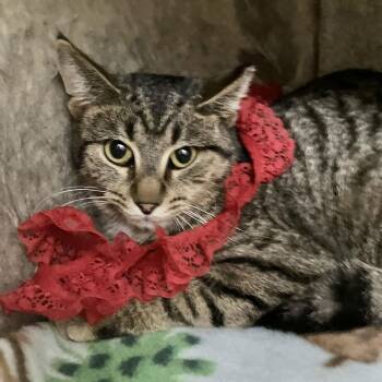 Tabby and Domestic Short Hair Cats Available for Adoption - Tigris | PetCurious