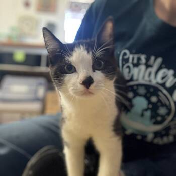 Rescue Domestic Short Hair Cats for Adoption in Stephenville, Texas - Staple | PetCurious