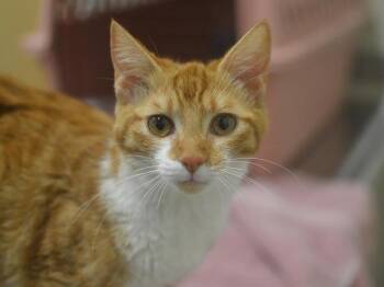 Tictac -  Domestic Short Hair Cat for Adoption in Portland, Oregon - Tictac | PetCurious
