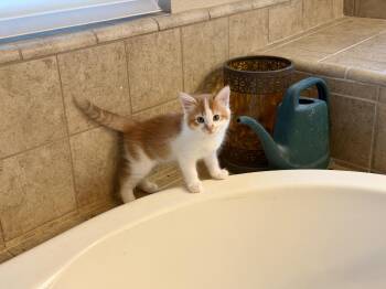 Mew -  Domestic Long Hair Cat for Adoption in Gilroy, California - Mew | PetCurious