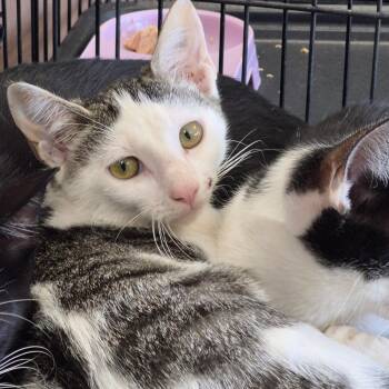Mary Shelley -  Domestic Short Hair Cat for Adoption in Cleveland, Mississippi - Mary Shelley | PetCurious