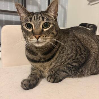 Sophie -  Domestic Short Hair Cat for Adoption in Lakehead, California - Sophie | PetCurious