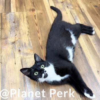 Brittany -  Domestic Short Hair Cat for Adoption in Oshkosh, Wisconsin - Brittany | PetCurious