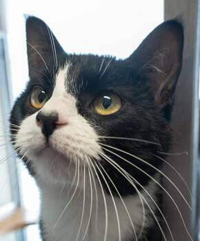 Domestic Short Hair Cats Available for Adoption in Encinitas, California - Mochi | PetCurious