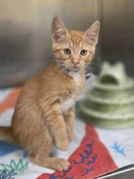 Tyrannosaurus Debt -  Domestic Short Hair Cat for Adoption in Westland, Michigan - Tyrannosaurus Debt | PetCurious