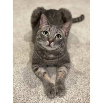 Rescue Tabby and Domestic Short Hair Cats for Adoption in Morgan Hill, California - Paolo | PetCurious