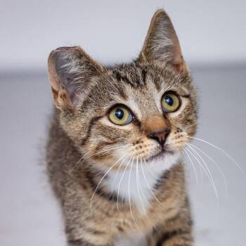 Boss -  Domestic Short Hair Cat for Adoption in Hattiesburg, Mississippi - Boss | PetCurious