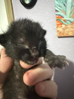 Kuro -  Domestic Medium Hair Cat for Adoption in New Braunfels, Texas - Kuro | PetCurious