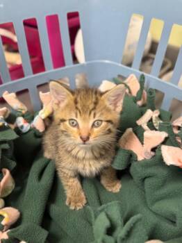 Domestic Short Hair Cats Available for Adoption in Auburn, Indiana - Kindling | PetCurious