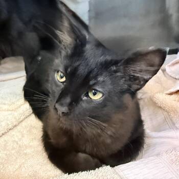 Domestic Medium Hair Cats Available for Adoption in Palm Springs, California - Hoisin | PetCurious