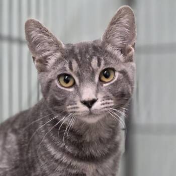 Ophelia -  Domestic Short Hair Cat for Adoption in Pittsford, Vermont - Ophelia | PetCurious