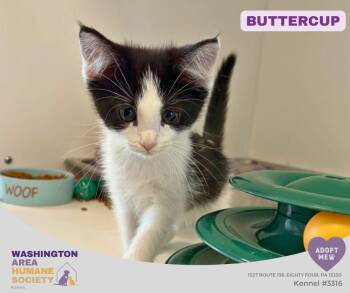 Buttercup -  Domestic Short Hair Cat for Adoption in Eighty Four, Pennsylvania - Buttercup | PetCurious