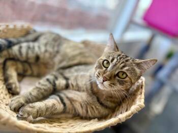Propi -  Domestic Short Hair Cat for Adoption in Thousand Oaks, California - Propi | PetCurious