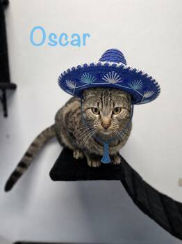 Oscar -  Tabby Cat Available for Adoption in Crescent City, California - Oscar | PetCurious