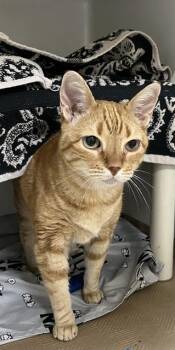 OLGA -  Domestic Short Hair Cat for Adoption in Boston, Massachusetts - OLGA | PetCurious