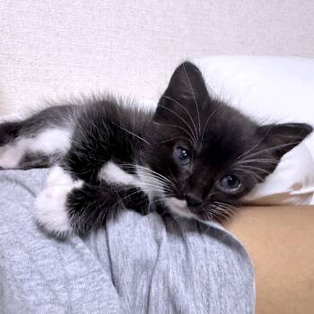 Ominous Spider 30 -  Domestic Short Hair Cat for Adoption in Austin, Texas - Ominous Spider 30 | PetCurious