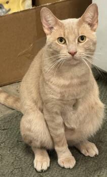 Apollo -  Domestic Short Hair Cat for Adoption in Irondequoit, New York - Apollo | PetCurious