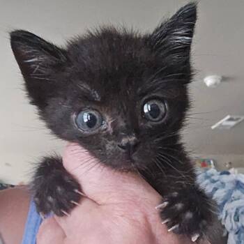 Wayne -  Domestic Short Hair Cat for Adoption in Midland, Texas - Wayne | PetCurious