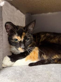 Rescue Domestic Short Hair Cats for Adoption in Momence, Illinois - Koi | PetCurious