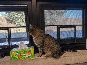 Domestic Short Hair Cats Available for Adoption - Ellie | PetCurious