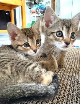 Lemon -  Domestic Short Hair Cat for Adoption in North Babylon, New York - Lemon | PetCurious