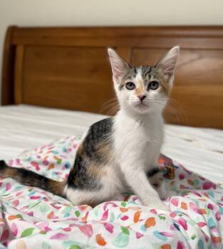 Abby -  Domestic Short Hair Cat for Adoption in St. Cloud, Florida - Abby | PetCurious