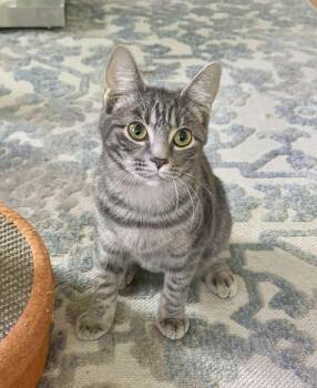 Rescue Domestic Short Hair Cats for Adoption - Marina & Nova | PetCurious