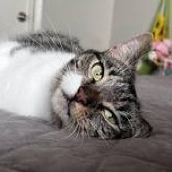 Domestic Short Hair Cats Available for Adoption in Liverpool, Texas - Susie | PetCurious