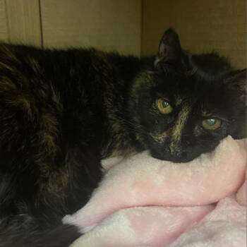 Domestic Short Hair Cats Available for Adoption in Roanoke, Virginia - Symphony | PetCurious