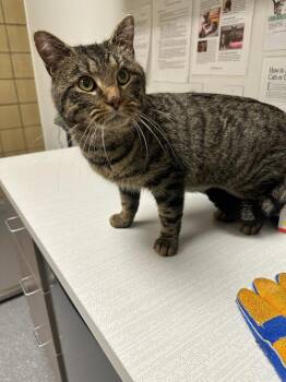 Domestic Short Hair Cats Available for Adoption - Aspen | PetCurious