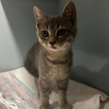 Vega -  Domestic Short Hair Cat for Adoption in Chattanooga, Tennessee - Vega | PetCurious