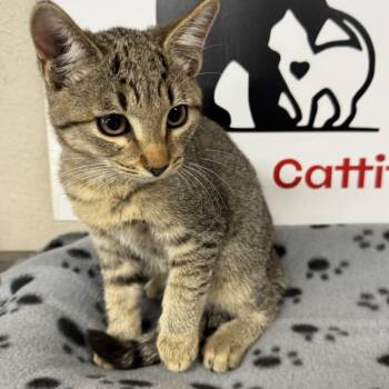 Allegiant -  Domestic Short Hair Cat for Adoption in Incline Village, Nevada - Allegiant | PetCurious