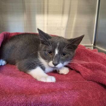 Egg -  Domestic Short Hair Cat for Adoption in Oak Brook, Illinois - Egg | PetCurious