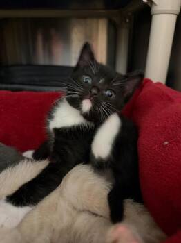 Domestic Short Hair Cats Available for Adoption in Virginia, Minnesota - Fargo | PetCurious