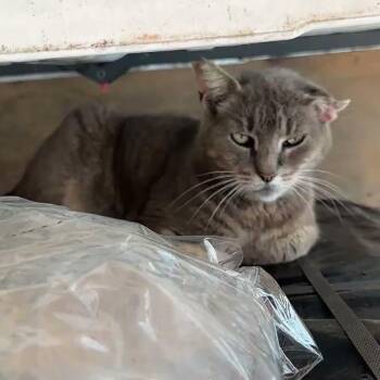 Domestic Short Hair Cats Available for Adoption in New York, New York - Janine | PetCurious