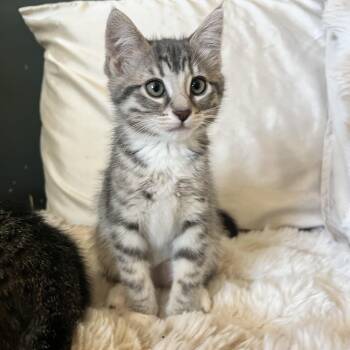 Siracha -  Domestic Short Hair Cat for Adoption in Penryn, California - Siracha | PetCurious