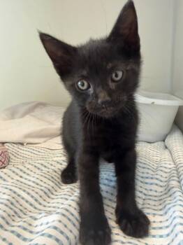 Doroon -  Domestic Short Hair Cat for Adoption in Pomona, New York - Doroon | PetCurious